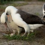 alt="World’s Oldest Wild Bird, Wisdom, Surprises with Egg at Age 74"