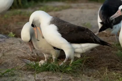 alt="World’s Oldest Wild Bird, Wisdom, Surprises with Egg at Age 74"