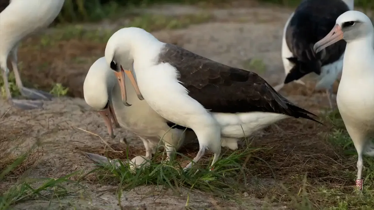 alt="World’s Oldest Wild Bird, Wisdom, Surprises with Egg at Age 74"