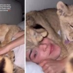 alt="A woman's video of her hugging a lion has taken the internet by storm with 1 million views"