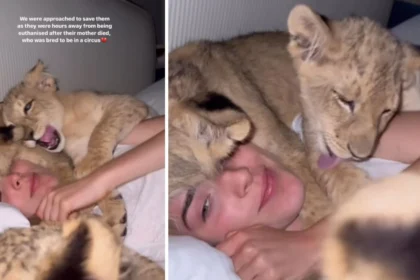 alt="A woman's video of her hugging a lion has taken the internet by storm with 1 million views"