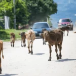 alt=" Herd of Cows Blocks Car, Rescues Calf Dragged 200m in India"