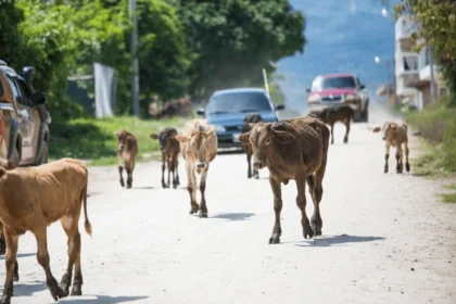 alt=" Herd of Cows Blocks Car, Rescues Calf Dragged 200m in India"