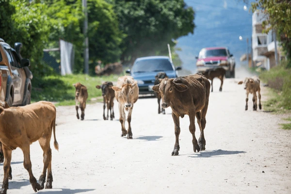 alt=" Herd of Cows Blocks Car, Rescues Calf Dragged 200m in India"