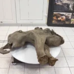 alt="Baby Mammoth yana Found in Siberia"