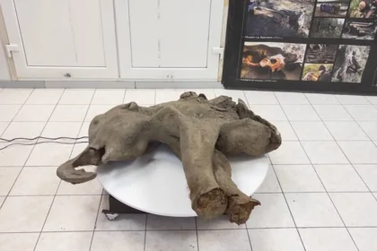 alt="Baby Mammoth yana Found in Siberia"