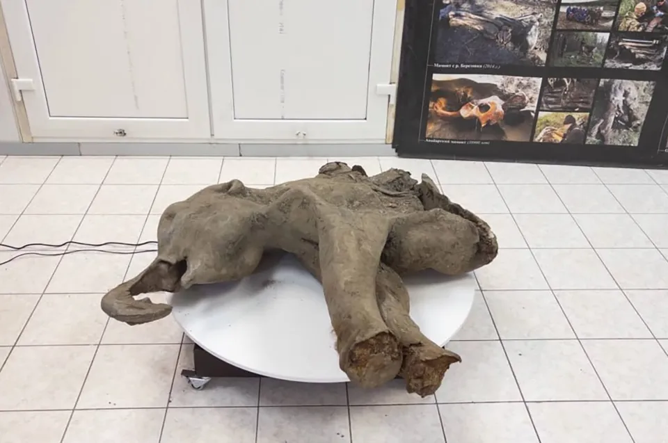 alt="Baby Mammoth yana Found in Siberia"