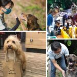 alt="Rescue Dogs Deliver Menus and Treats at Taiwan Café"