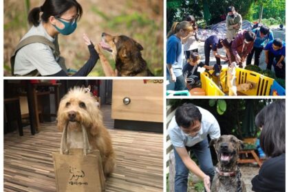 alt="Rescue Dogs Deliver Menus and Treats at Taiwan Café"