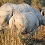 alt="Mother-Daughter Duo's Incredible Escape from Rhino Charge in Kaziranga"