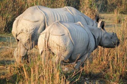 alt="Mother-Daughter Duo's Incredible Escape from Rhino Charge in Kaziranga"