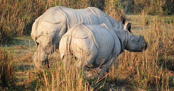 alt="Mother-Daughter Duo's Incredible Escape from Rhino Charge in Kaziranga"