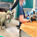 alt="Pasadena Shelter Rescues 300+ Animals Amid LA Wildfires"