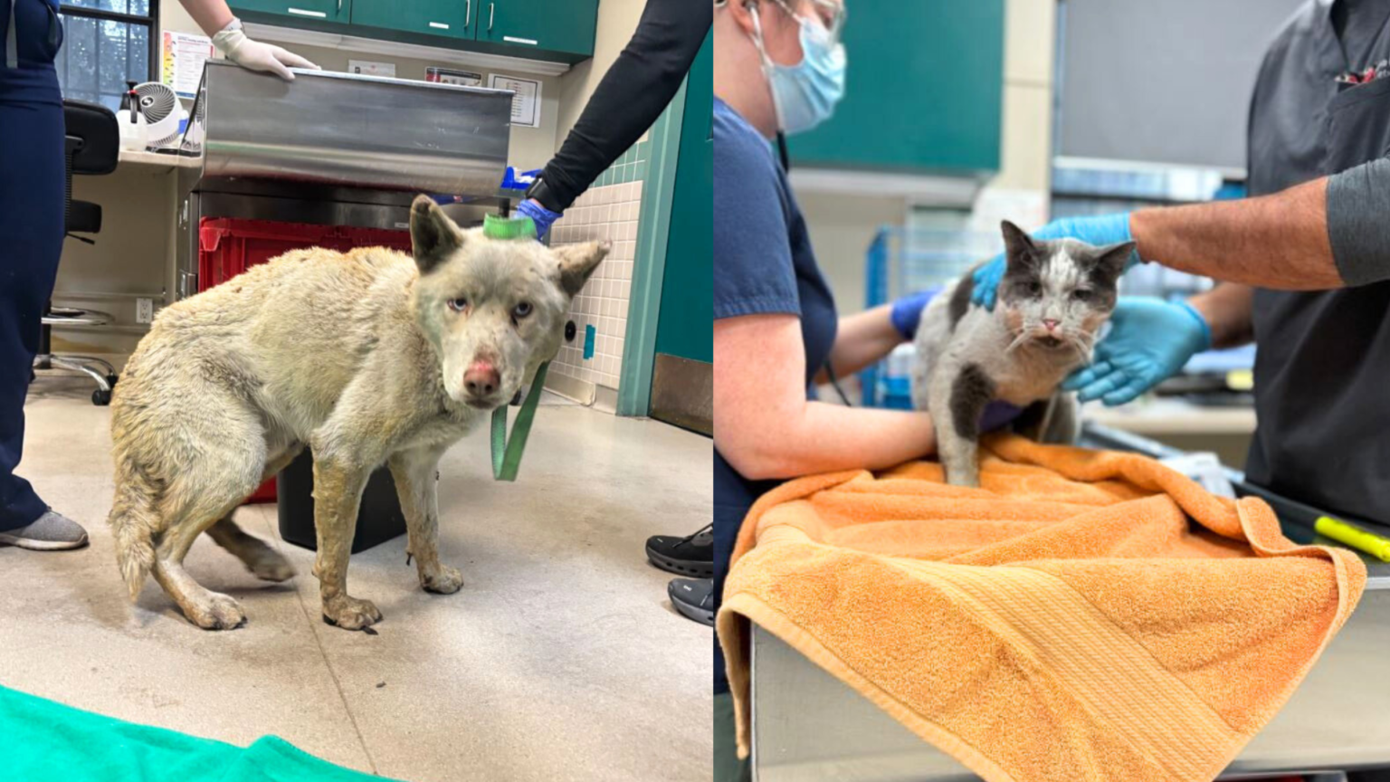 alt="Pasadena Shelter Rescues 300+ Animals Amid LA Wildfires"