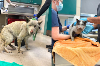 alt="Pasadena Shelter Rescues 300+ Animals Amid LA Wildfires"