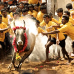 alt="Jallikattu Brings Thrills to Tamil Nadu's Vibrant Pongal Celebrations"