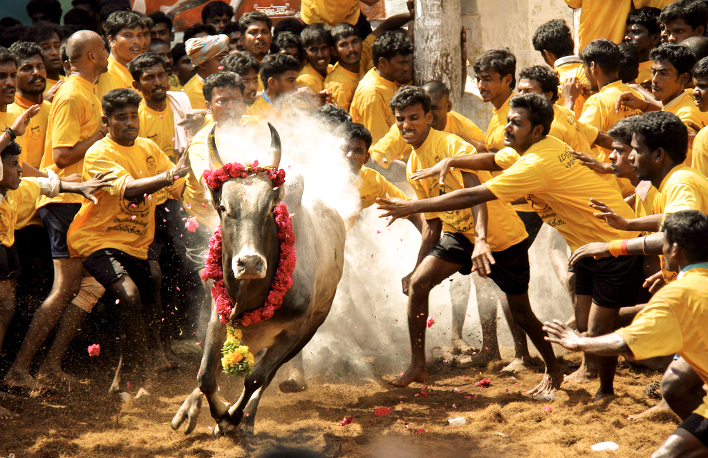 alt="Jallikattu Brings Thrills to Tamil Nadu's Vibrant Pongal Celebrations"