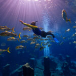 alt="Atlantis Dubai Champions Marine Conservation with Sharks and Stingrays Release"