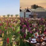 alt="Abu Dhabi’s New Flower Farm: A Blooming Paradise for Visitors"