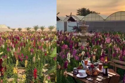 alt="Abu Dhabi’s New Flower Farm: A Blooming Paradise for Visitors"