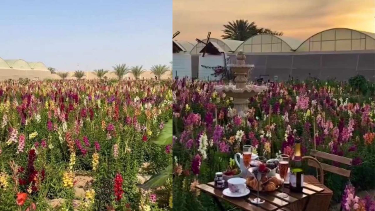 alt="Abu Dhabi’s New Flower Farm: A Blooming Paradise for Visitors"