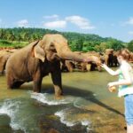 alt="Sri Lanka's First Elephant Orphanage Celebrates 50 Years with Grand Fruit Feast"