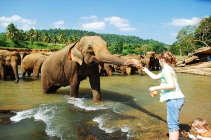 alt="Sri Lanka's First Elephant Orphanage Celebrates 50 Years with Grand Fruit Feast"