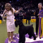 alt="2025 Westminster Kennel Club Dog Show "