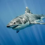 alt="Teenage girl killed in shark attack in eastern Australia"