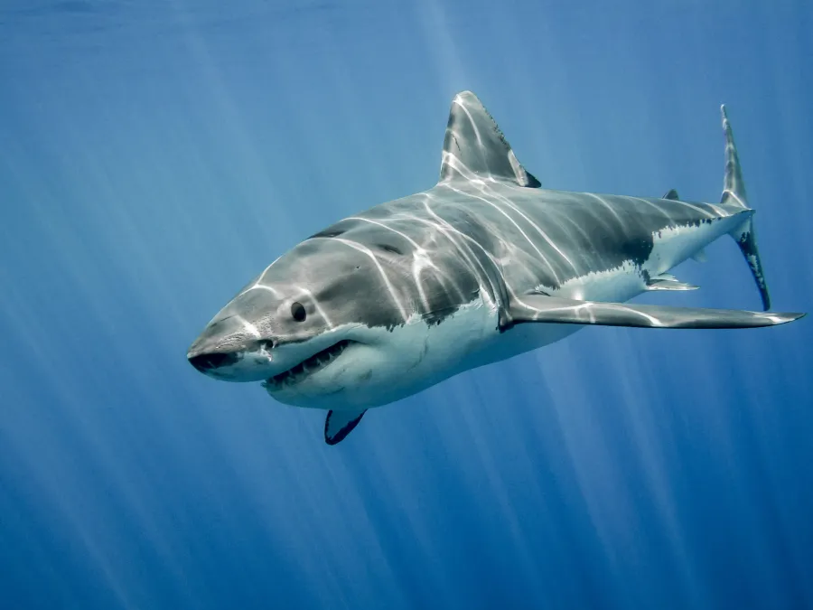 alt="Teenage girl killed in shark attack in eastern Australia"