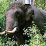 alt="Wayanad Tragedy: Landslide Survivor Killed by Wild Elephant"