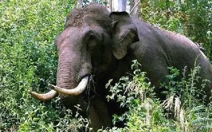 alt="Wayanad Tragedy: Landslide Survivor Killed by Wild Elephant"