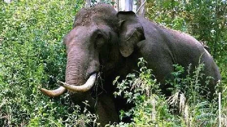 alt="Wayanad Tragedy: Landslide Survivor Killed by Wild Elephant"