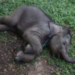 alt="Baby Elephant That Was Separated from Mother Saved in Indonesia"