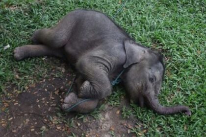 alt="Baby Elephant That Was Separated from Mother Saved in Indonesia"