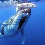 alt="When Whales Fall Silent: Why Scientists Warn It's Time to Worry"