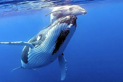 alt="When Whales Fall Silent: Why Scientists Warn It's Time to Worry"