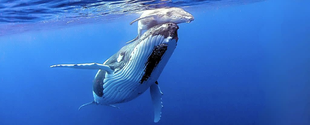 alt="When Whales Fall Silent: Why Scientists Warn It's Time to Worry"