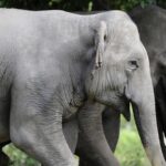 alt="Genetic Study Reveals 51 Rare Asian Elephants in Cambodia's Northern Plains"