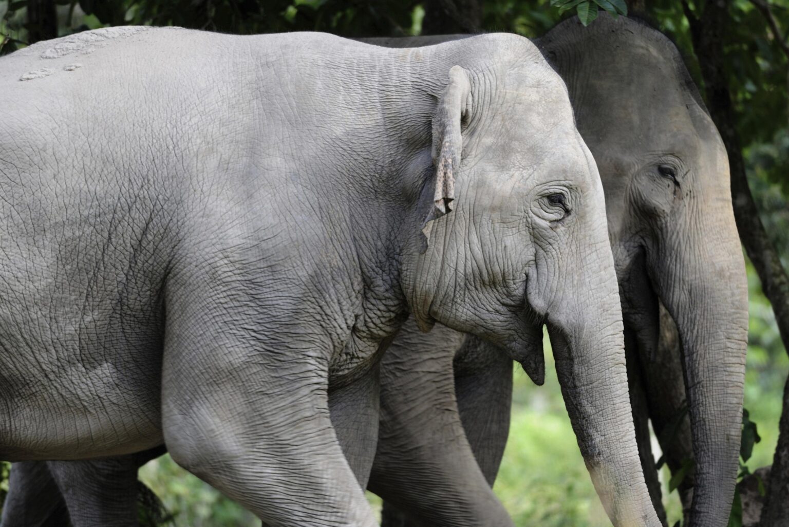 alt="Genetic Study Reveals 51 Rare Asian Elephants in Cambodia's Northern Plains"