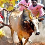 alt="Tamil Nadu Welcomes Tradition with Daring Jallikattu Festival"