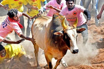 alt="Tamil Nadu Welcomes Tradition with Daring Jallikattu Festival"