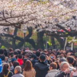 alt="Cherry Blossoms in Bloom in Tokyo, Japan With Crowds of Onlookers"