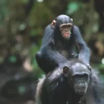 alt="Camera Captures an Endangered Chimp Using a Tool in the Wilds of Gabon"