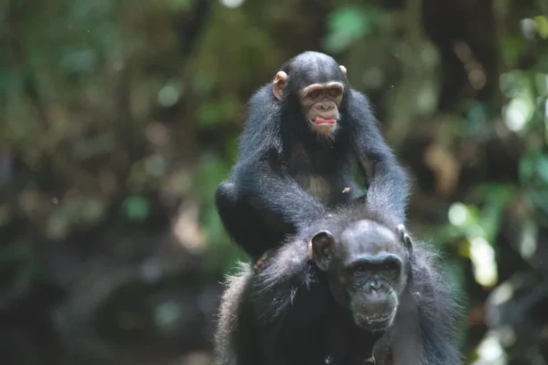 alt="Camera Captures an Endangered Chimp Using a Tool in the Wilds of Gabon"