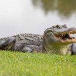 alt="https://thearabiannews.com/stranded-in-fear-air-plane-crash-survivors-spend-36-hours-in-alligator-swamp/"