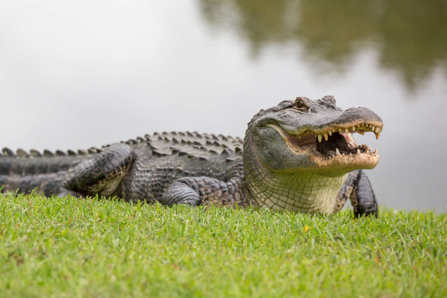 alt="https://thearabiannews.com/stranded-in-fear-air-plane-crash-survivors-spend-36-hours-in-alligator-swamp/"