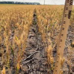 alt="UK Hits Worst Spring Drought in 70 Years: Crops and Livestock in Jeopardy"