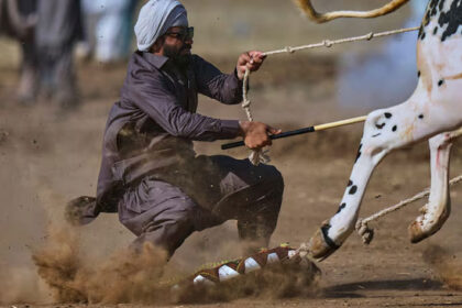 alt="Pakistan's Bull Racing Thrills: Speed, Culture, and Village Pride Converge"