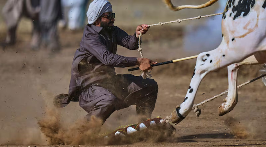 alt="Pakistan's Bull Racing Thrills: Speed, Culture, and Village Pride Converge"